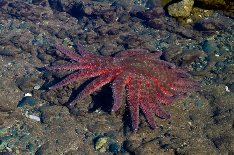 Sunflower Star In Tidepool